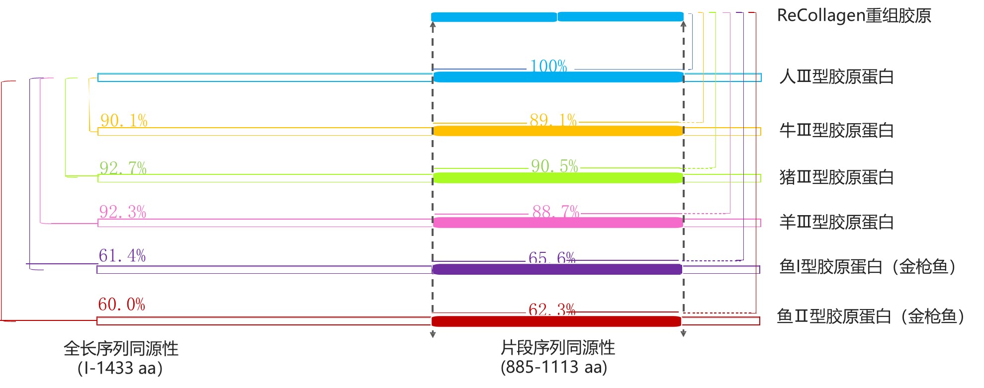 与人胶原序列同源性100%